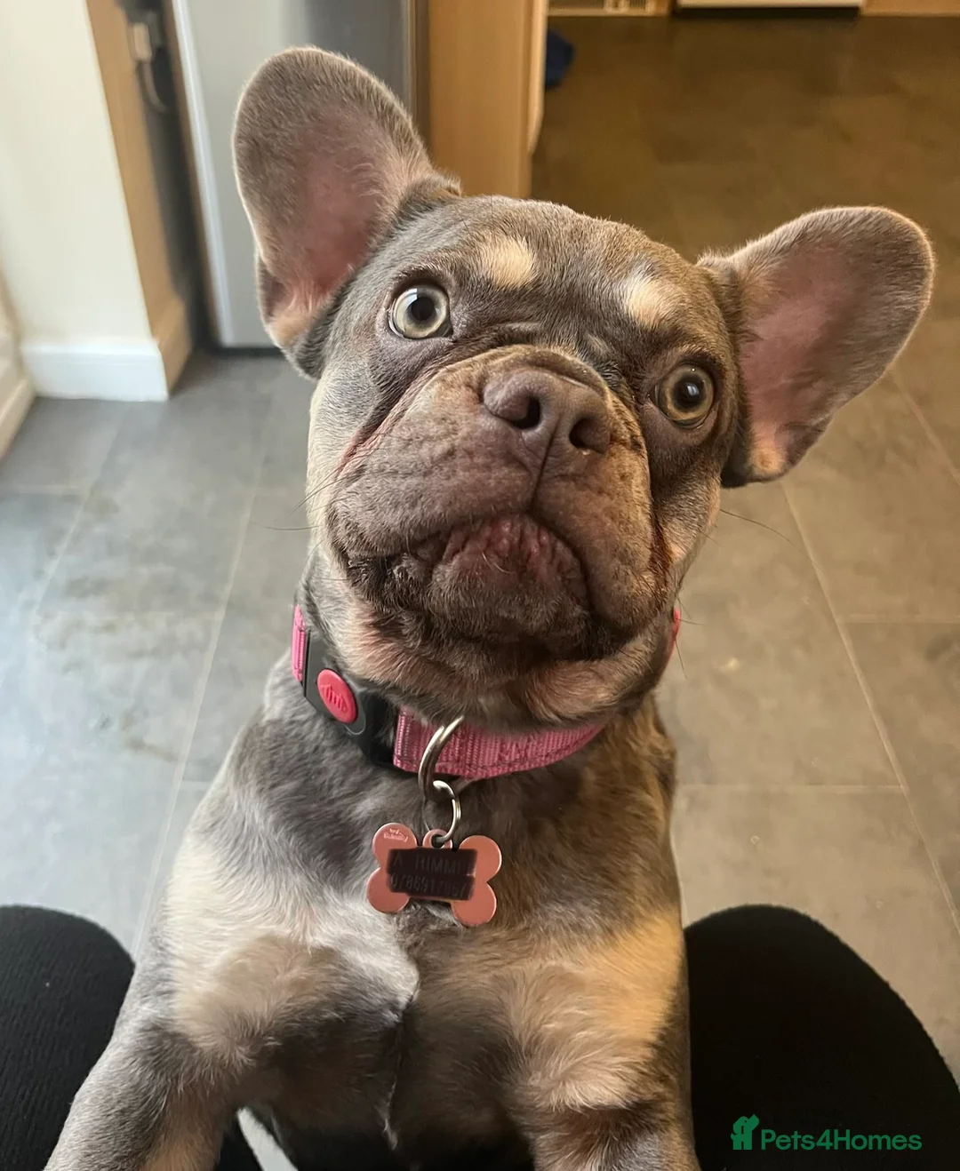 French Bulldog dogs for sale: Beautiful girl  - Advert 14