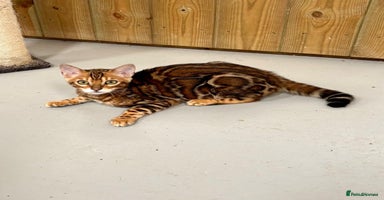 Bengal cats in Spalding - Advert 5
