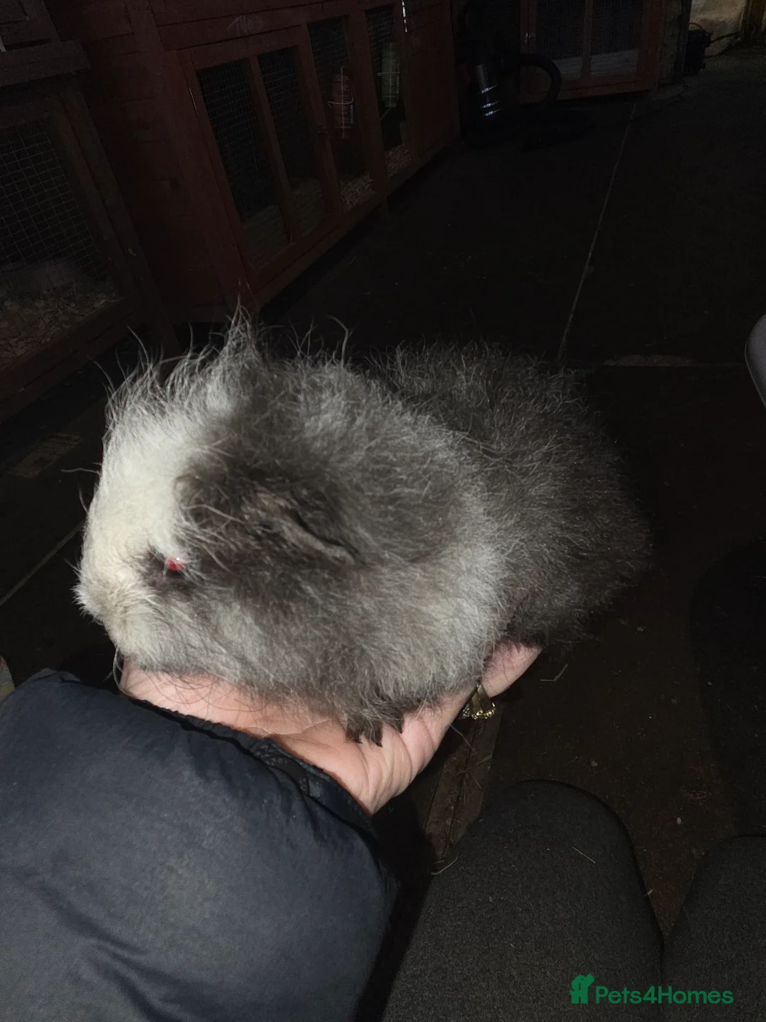 Guinea Pig rodents for sale: Baby guinea pigs - Advert 12