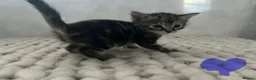 Mixed Breed cats for sale: Tabby kittens for sale in Sunderland - Advert 3