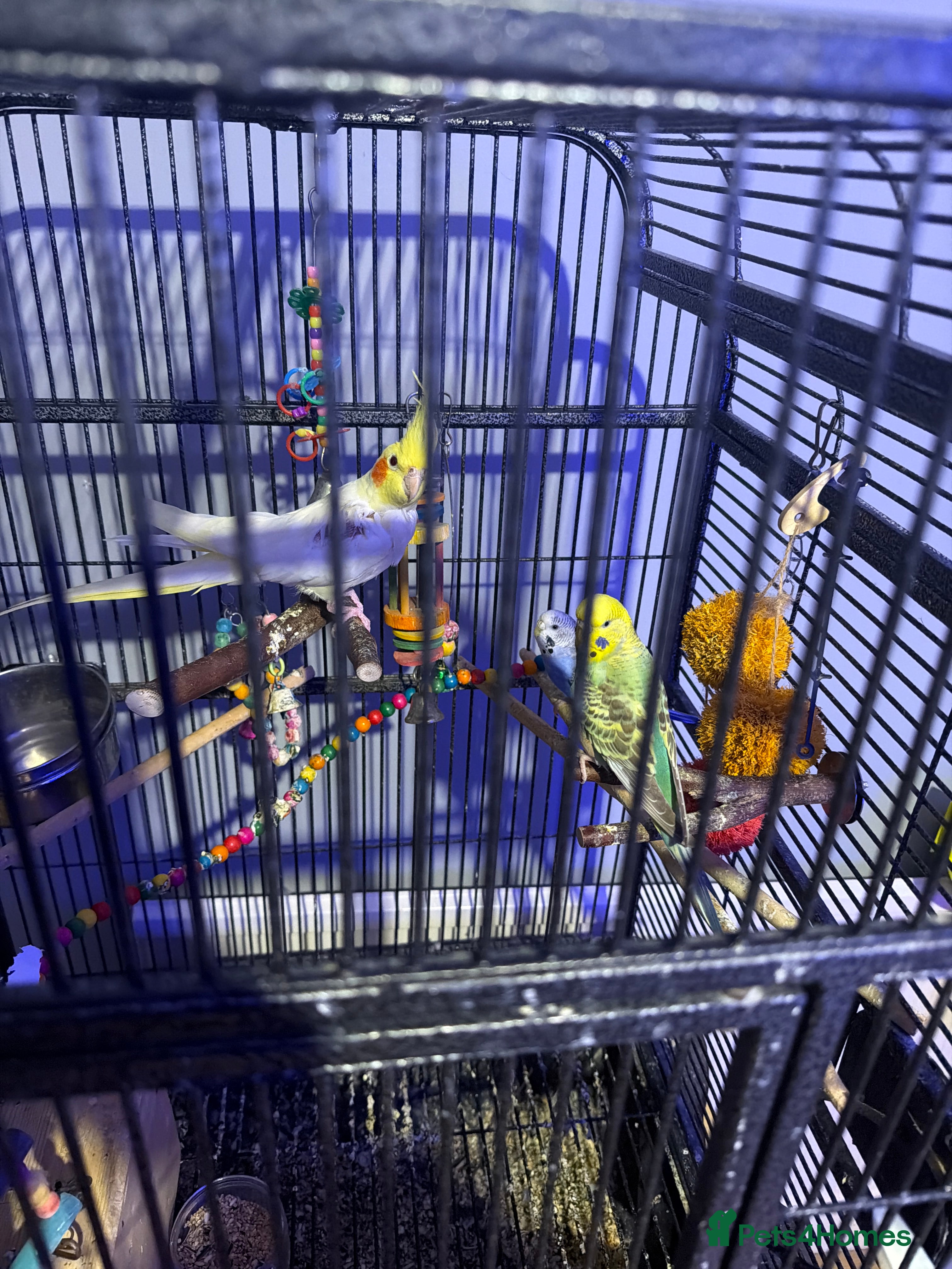 Mixed Breed birds Cocktail parot and 2 budgie - Advert 7