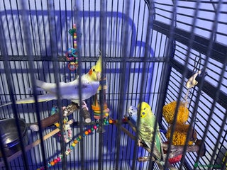 Mixed Breed birds Cocktail parot and 2 budgie - Advert 1