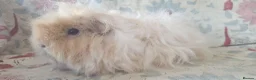 Guinea Pig rodents for sale: MEADOW SIDE CAVIES BABY GUINEA PIGS HEREFORDSHIRE  - Advert 20