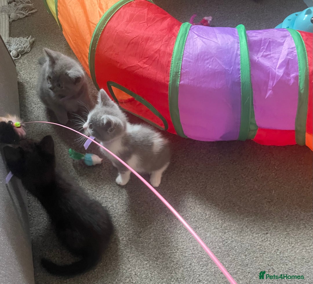 British Shorthair cats for sale: 5 kittens mixed litter 9 weeks old, ready now!  - Image 24