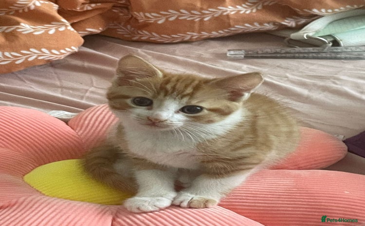 Domestic Shorthair cats - Advert 2