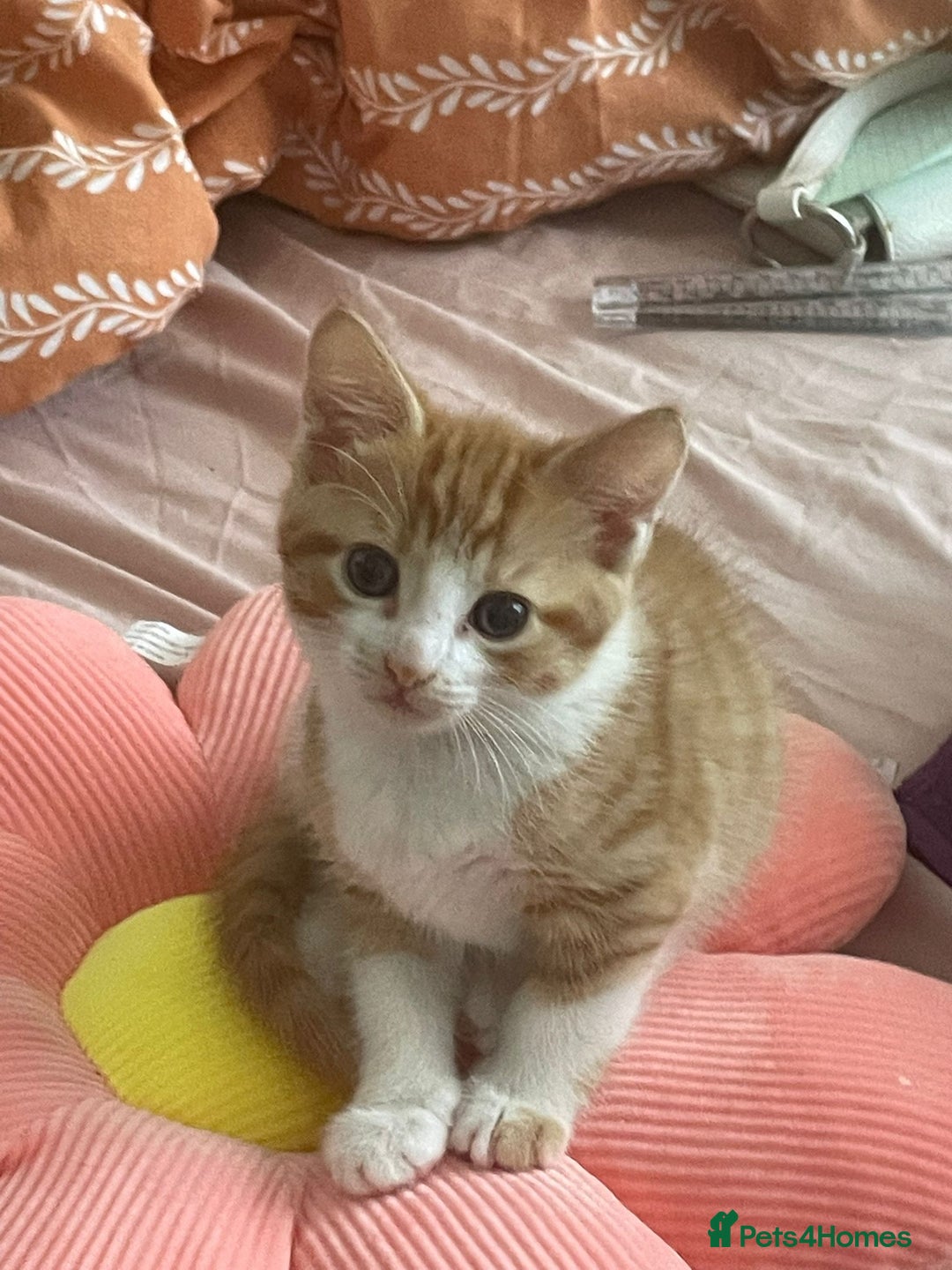 Domestic Shorthair cats for sale: 3 kittens for sale  - Image 1