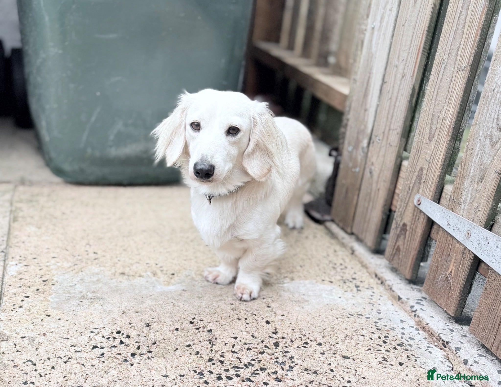 Miniature Dachshund dogs cream long haired miniature dachshund stud - Advert 1