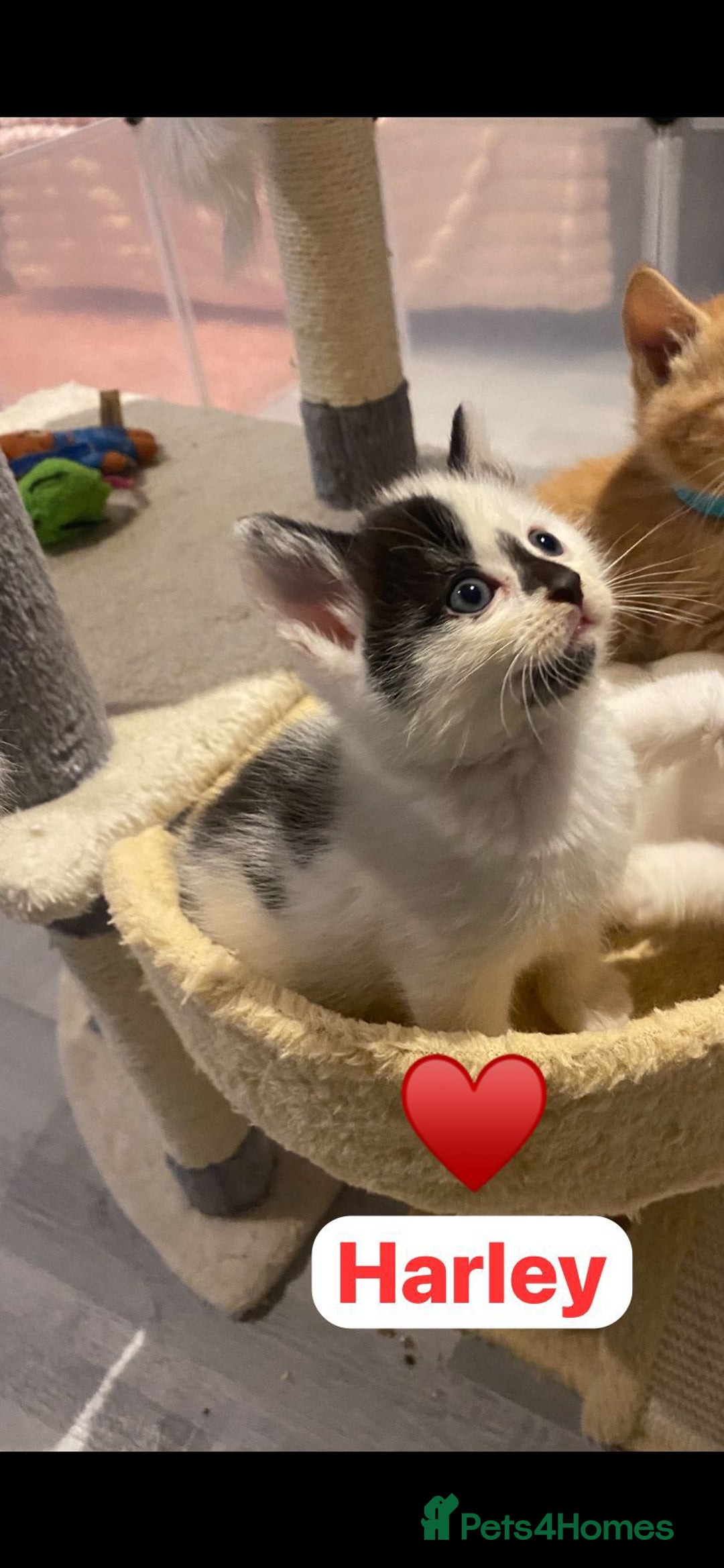 Mixed Breed cats for sale: 🐾 8 Beautiful kittens….🩵🩷 - Advert 33