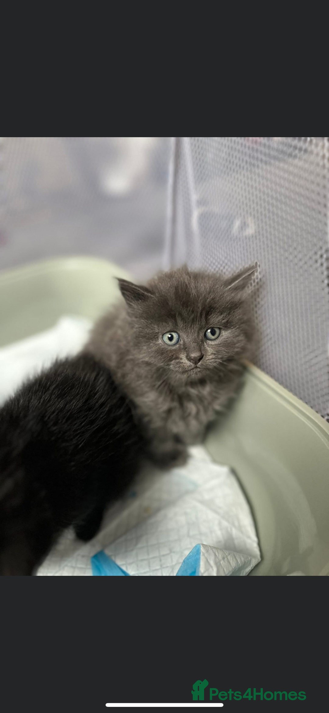 Mixed Breed cats for sale: Two stunning grey female kittens for sale  - Advert 3