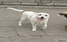Mixed Breed dogs for adoption: 💖🐶 FAY 🐶💖 - Image 15