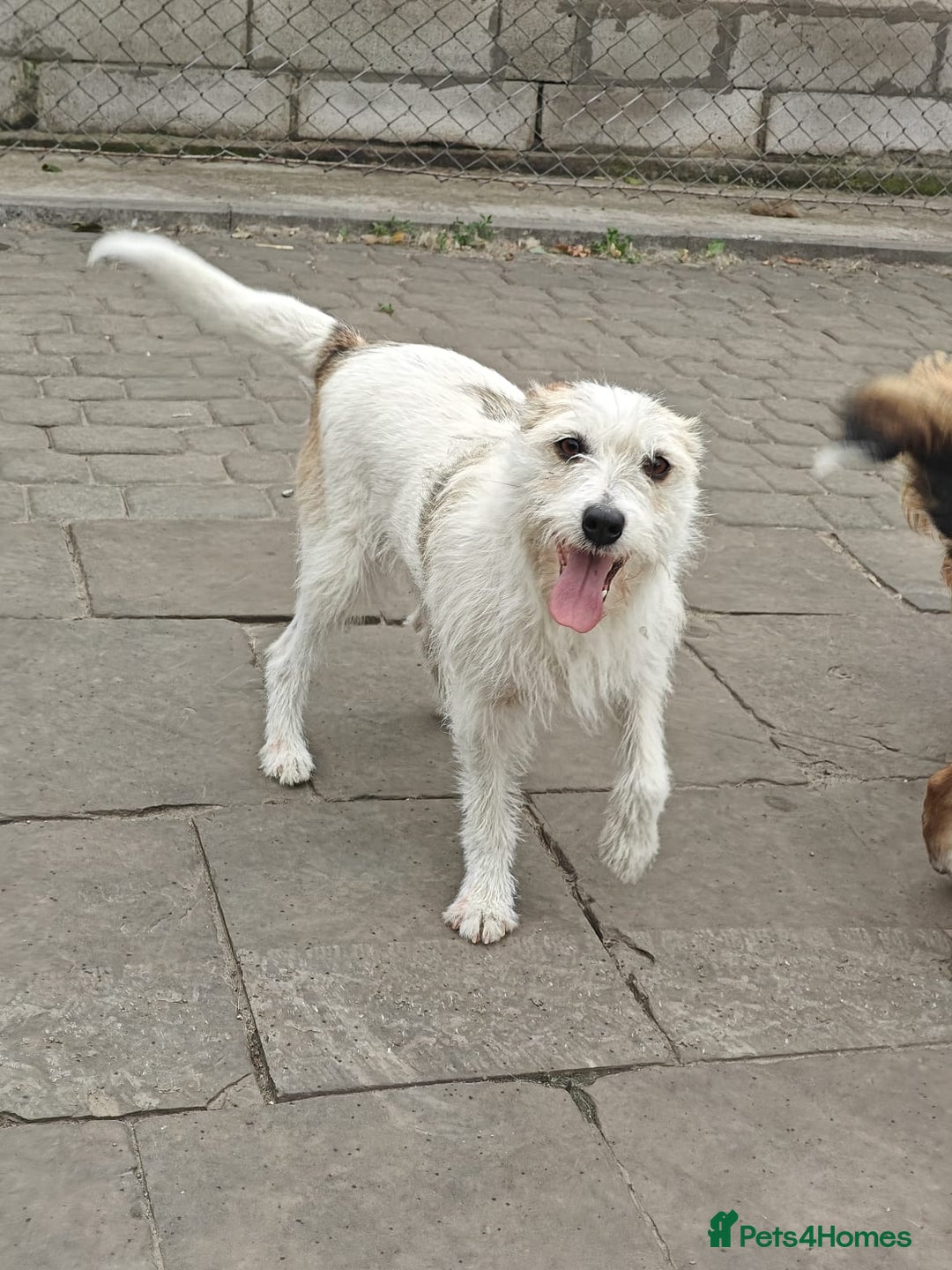 Mixed Breed dogs for adoption: 💖🐶 FAY 🐶💖 - Image 15