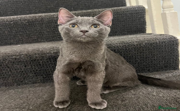 Ragdoll cats Adorable kittens ( Ragdoll cross) - Advert 1