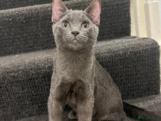 Ragdoll cats Adorable kittens ( Ragdoll cross) - Advert 1