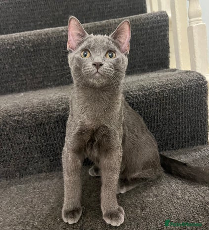 Ragdoll cats Adorable kittens ( Ragdoll cross) - Advert 1