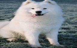 Samoyed dogs for sale: 🐾 Georgeus Pedigree Samoyed Puppies 🐾 - Image 10