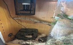 Corn Snake reptiles for sale: Beautiful male corn snake - Image 7