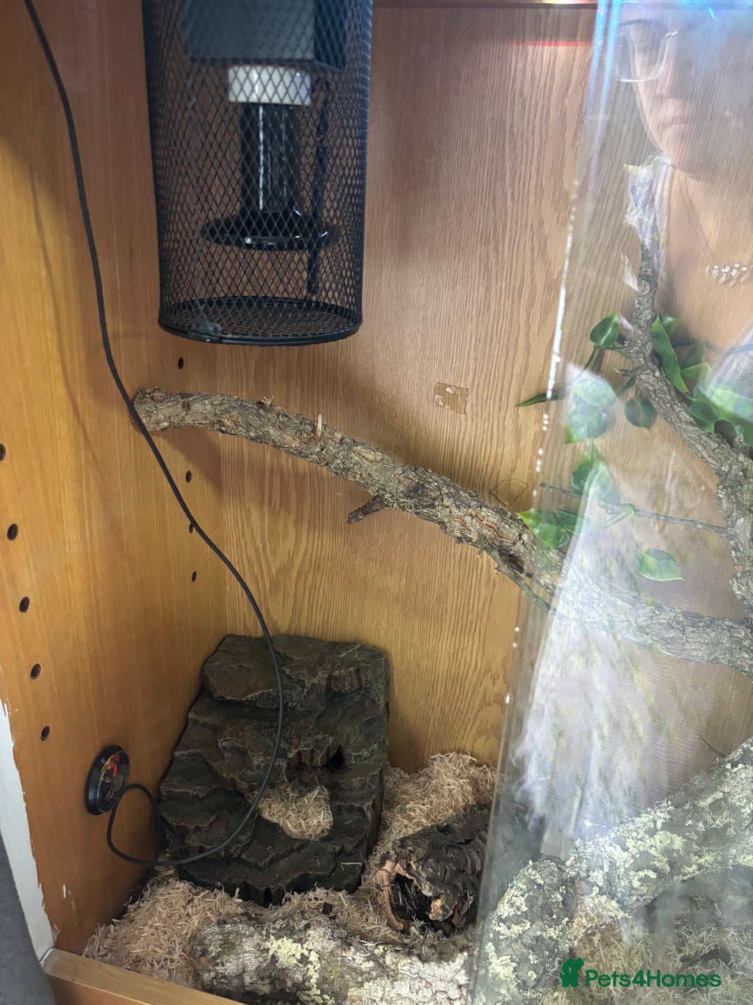 Corn Snake reptiles for sale: Beautiful male corn snake - Image 7