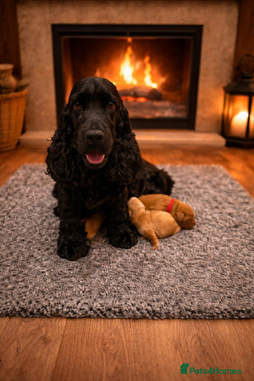 Cockapoo dogs F1 show line cockapoo puppies - Advert 13