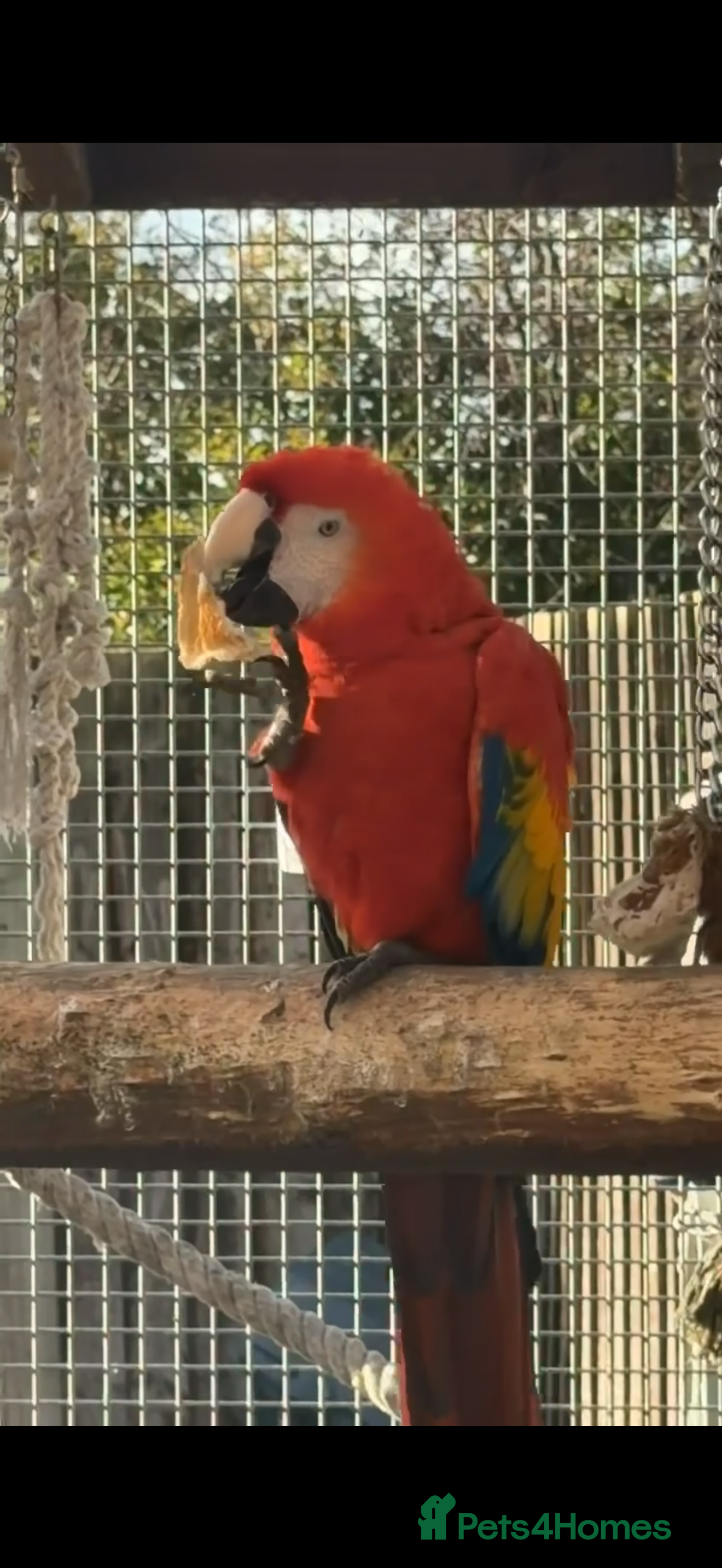 Macaws birds Scarlet macaw male 2 year old  - Advert 3