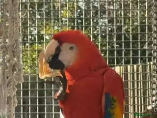 Macaws birds Scarlet macaw male 2 year old - Advert 3