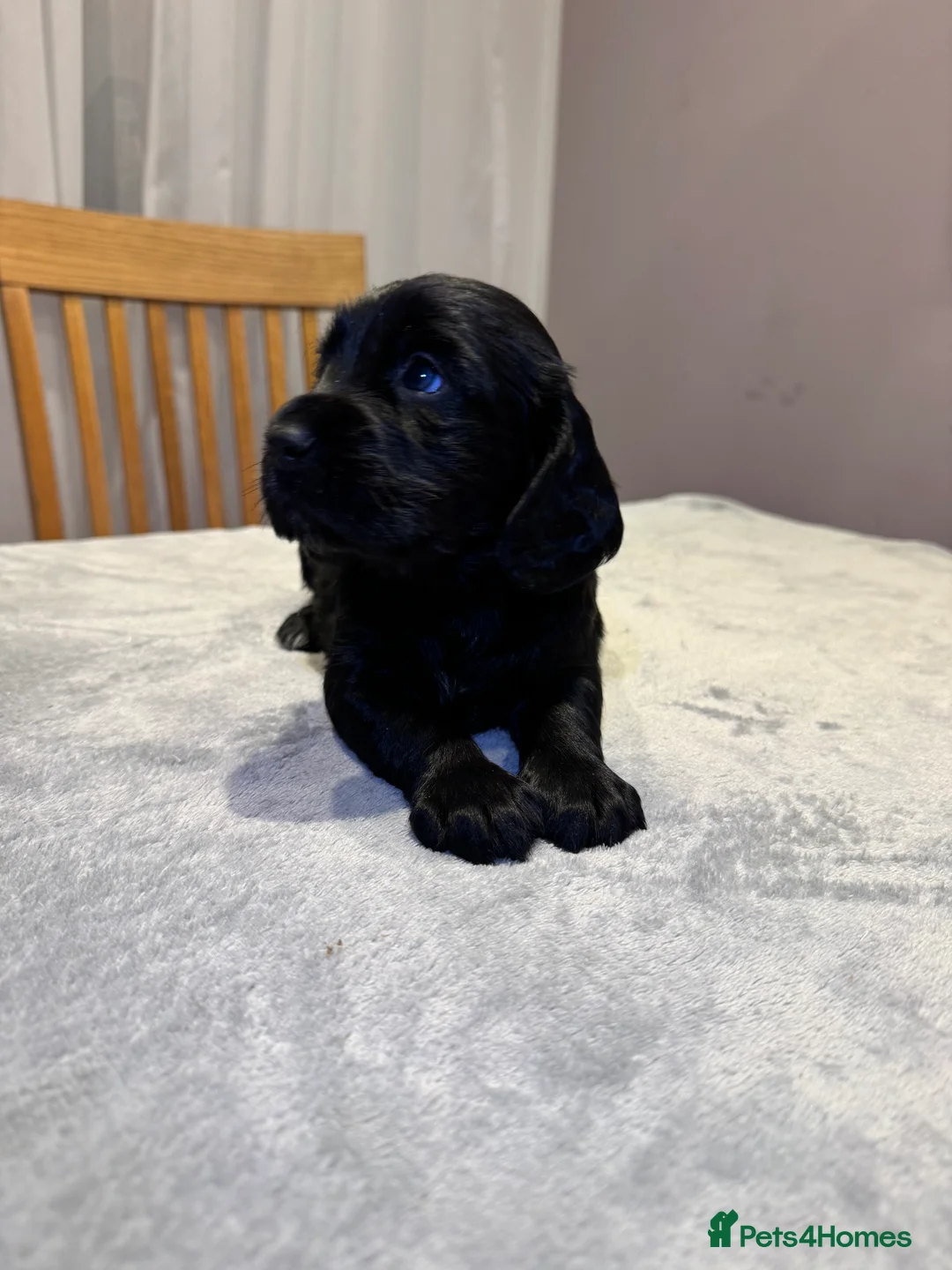 Cocker Spaniel dogs for sale: Adorable cocker spaniel puppies - Advert 15