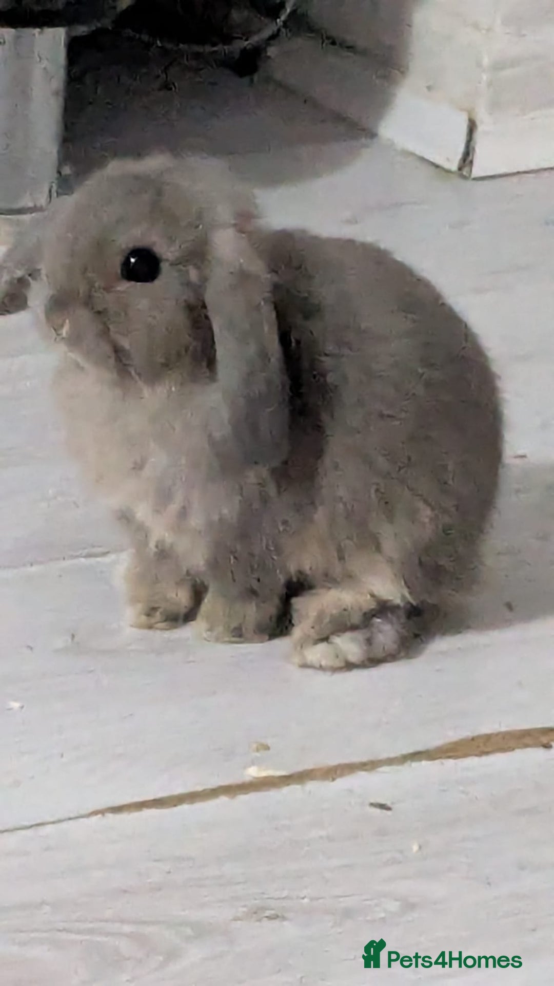 Mini Lop rabbits for sale: Baby mini lops ready for their forever homes - Advert 16