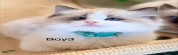 Ragdoll cats for sale: Stunning  European bloodline Ragdoll kittens  - Advert 18
