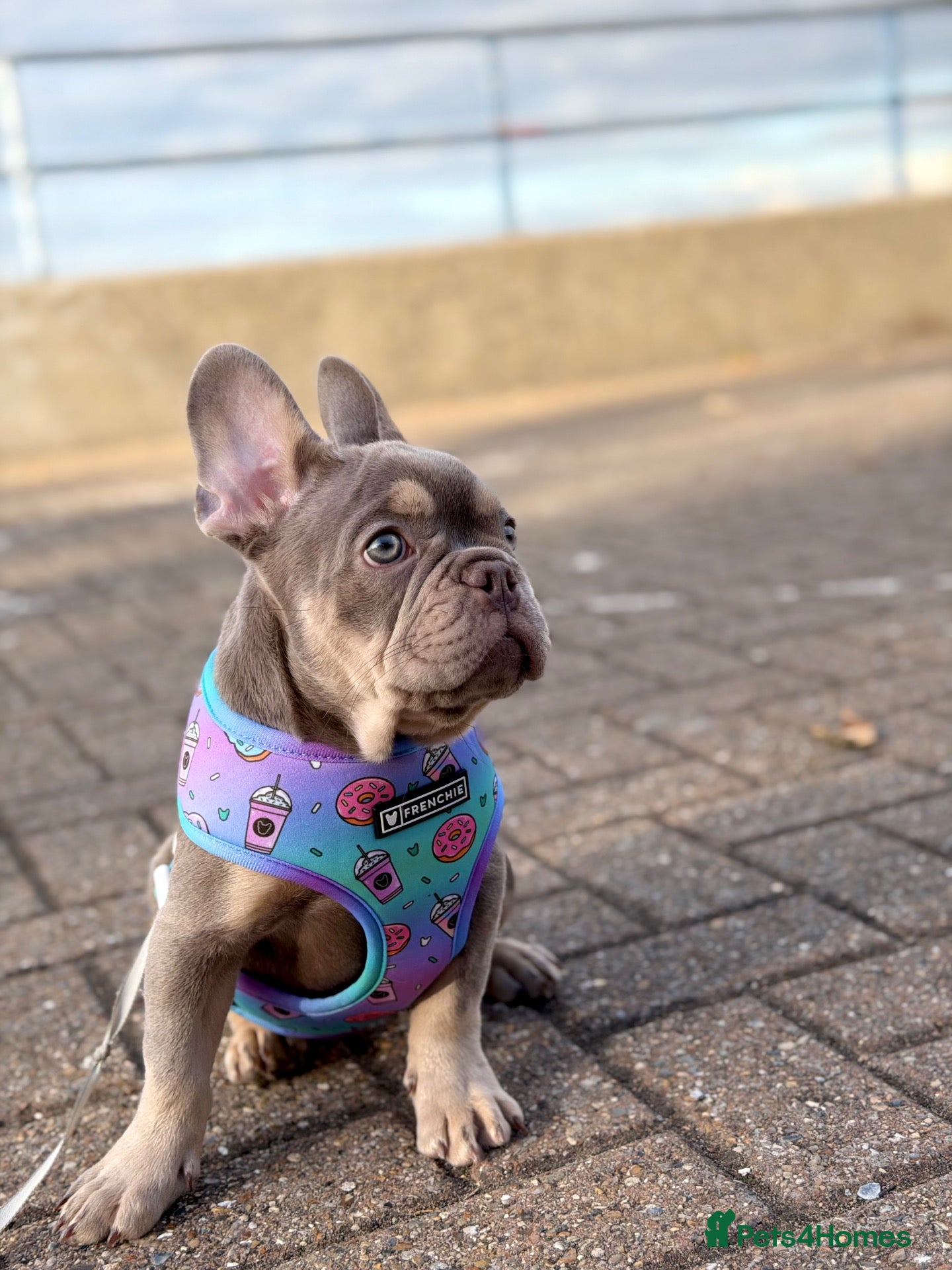 French Bulldog dogs KC French bulldog puppy  - Advert 1