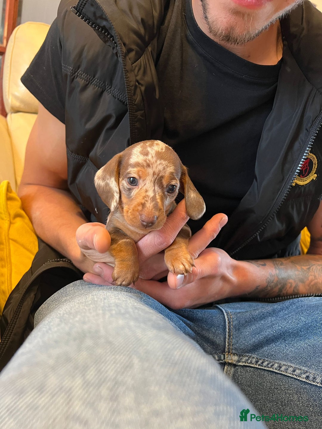 Miniature Dachshund dogs for stud: Romeo the miniature Dachshund  - Image 11