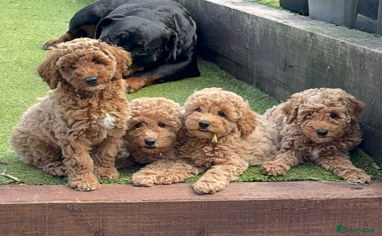 Miniature Poodle dogs - Advert 13