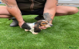 Basset Hound dogs for sale: Basset hound puppies for sale - Image 6