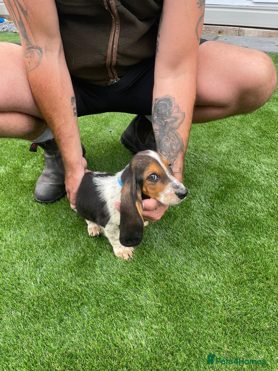 Basset Hound dogs for sale: Basset hound puppies for sale - Image 6