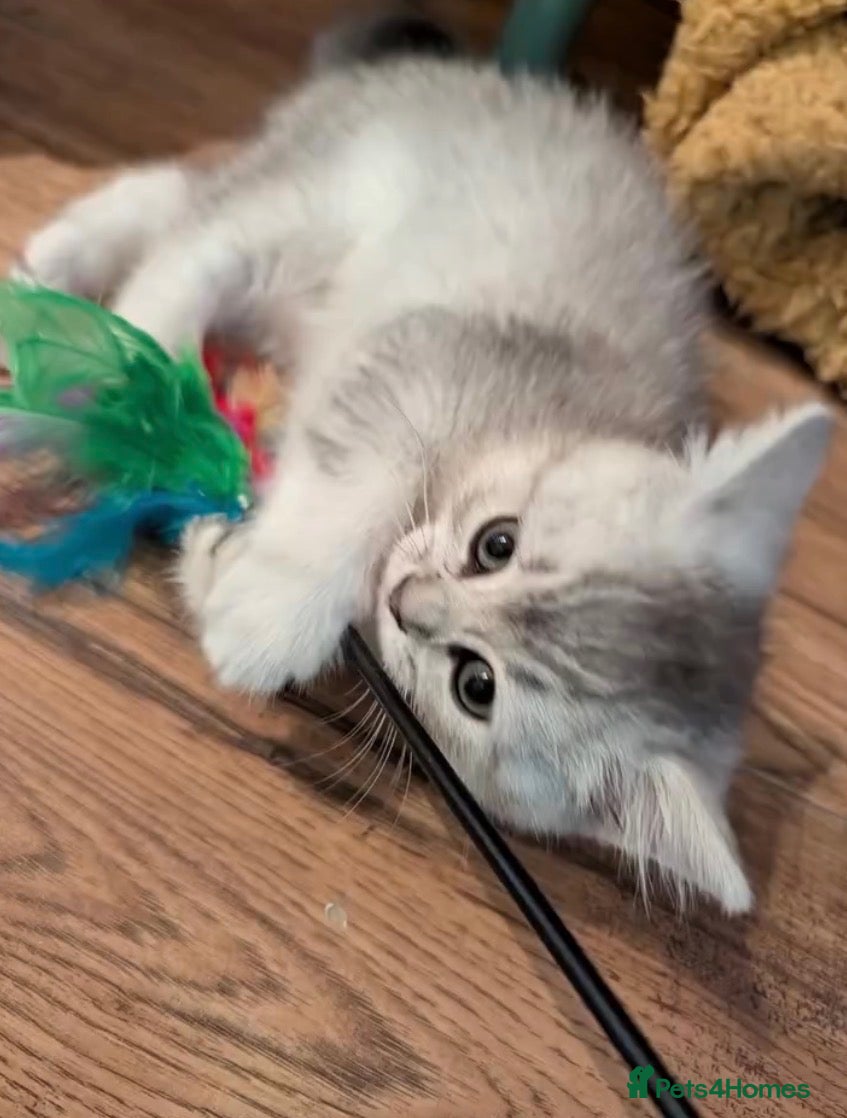 British Shorthair cats for sale: Stunning silver shaded British shorthair kitten - Advert 3
