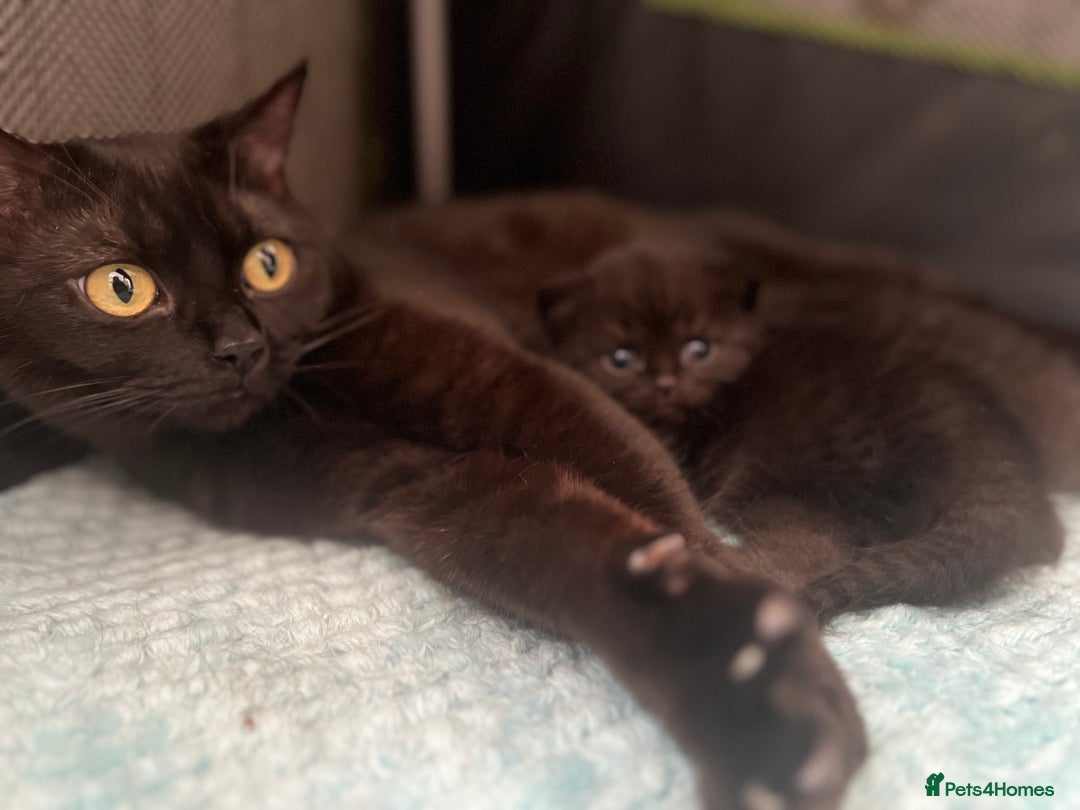British Shorthair cats for sale: Two Diminutive Overlords Seeking Human Staff - Image 8
