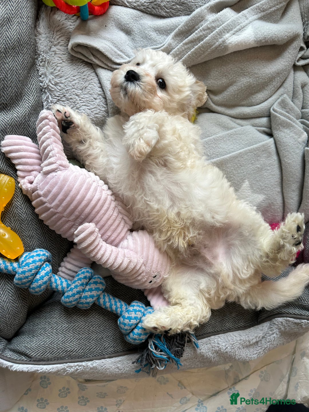 Cavachon dogs for sale: READY NOW - BEAUTIFUL CAVACHON MALE PUPPY - Image 3