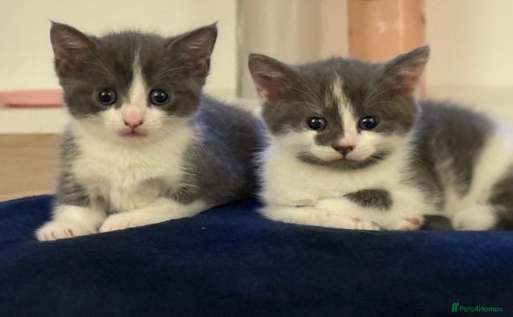 Domestic Shorthair cats - Advert 1