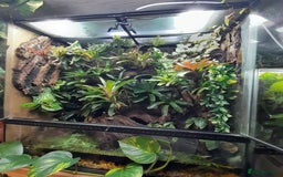 Frog reptiles for sale: 90x90x45 exo terra vivarium  - Image 6