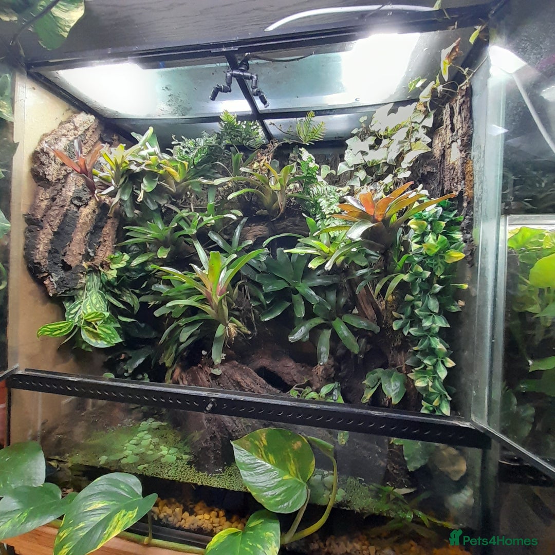 Frog reptiles for sale: 90x90x45 exo terra vivarium  - Image 6