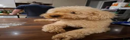 Cavapoo dogs for sale: Stunning F1B Cavapoo Pups - Deep Fox Red - Advert 3