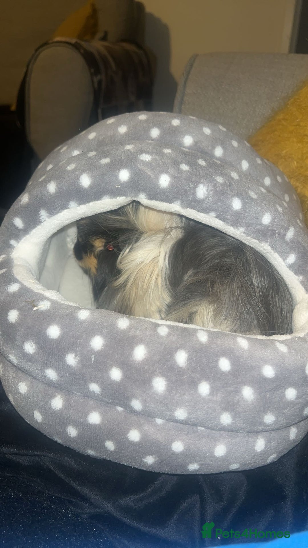 Guinea Pig rodents for sale: 2 Male Guinea Pigs for sale (can go separately) - Advert 12