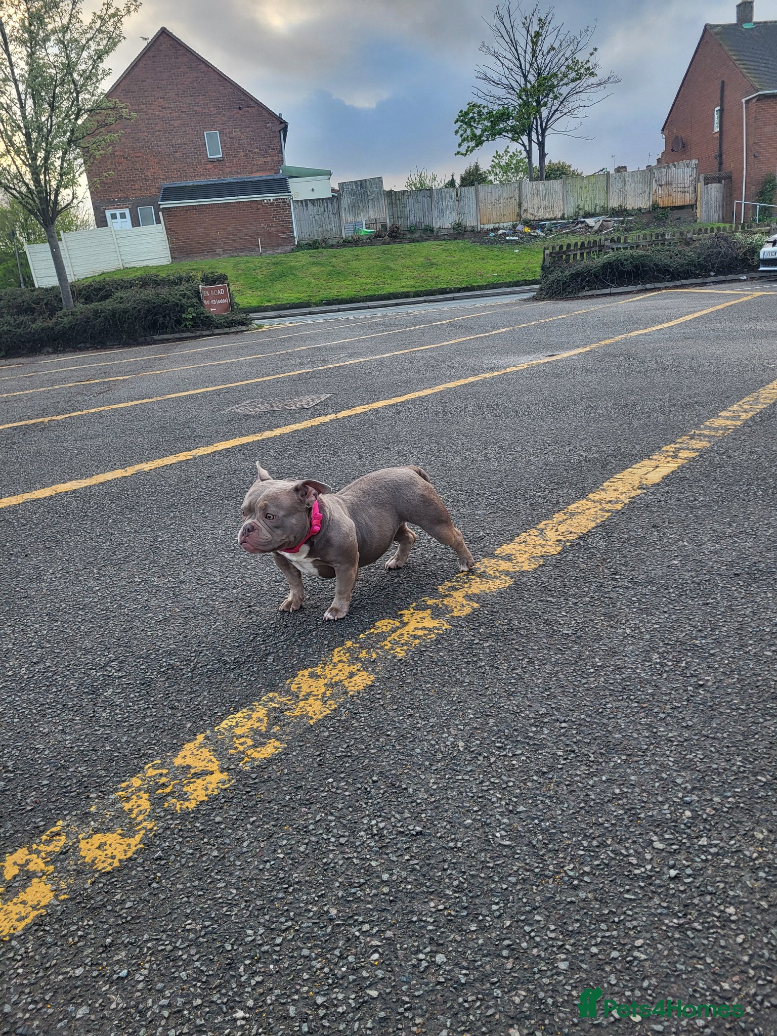 American Bully dogs Lilac Ghost Tri Micro Bully For Sale - Advert 2