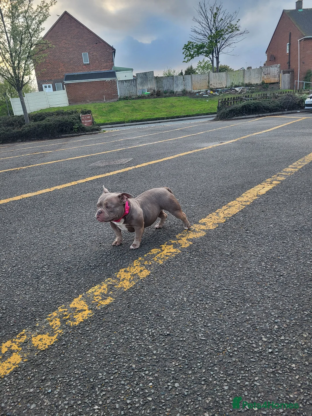 American Bully dogs for sale: Lilac Ghost Tri Micro Bully For Sale - Advert 1