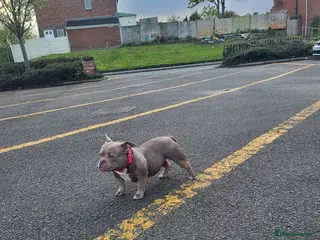 American Bully dogs Lilac Ghost Tri Micro Bully For Sale - Advert 2