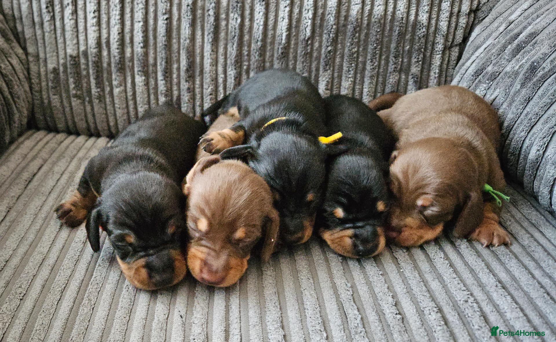 Miniature Dachshund dogs for sale: Miniature Daschund puppies 5 male - Advert 9