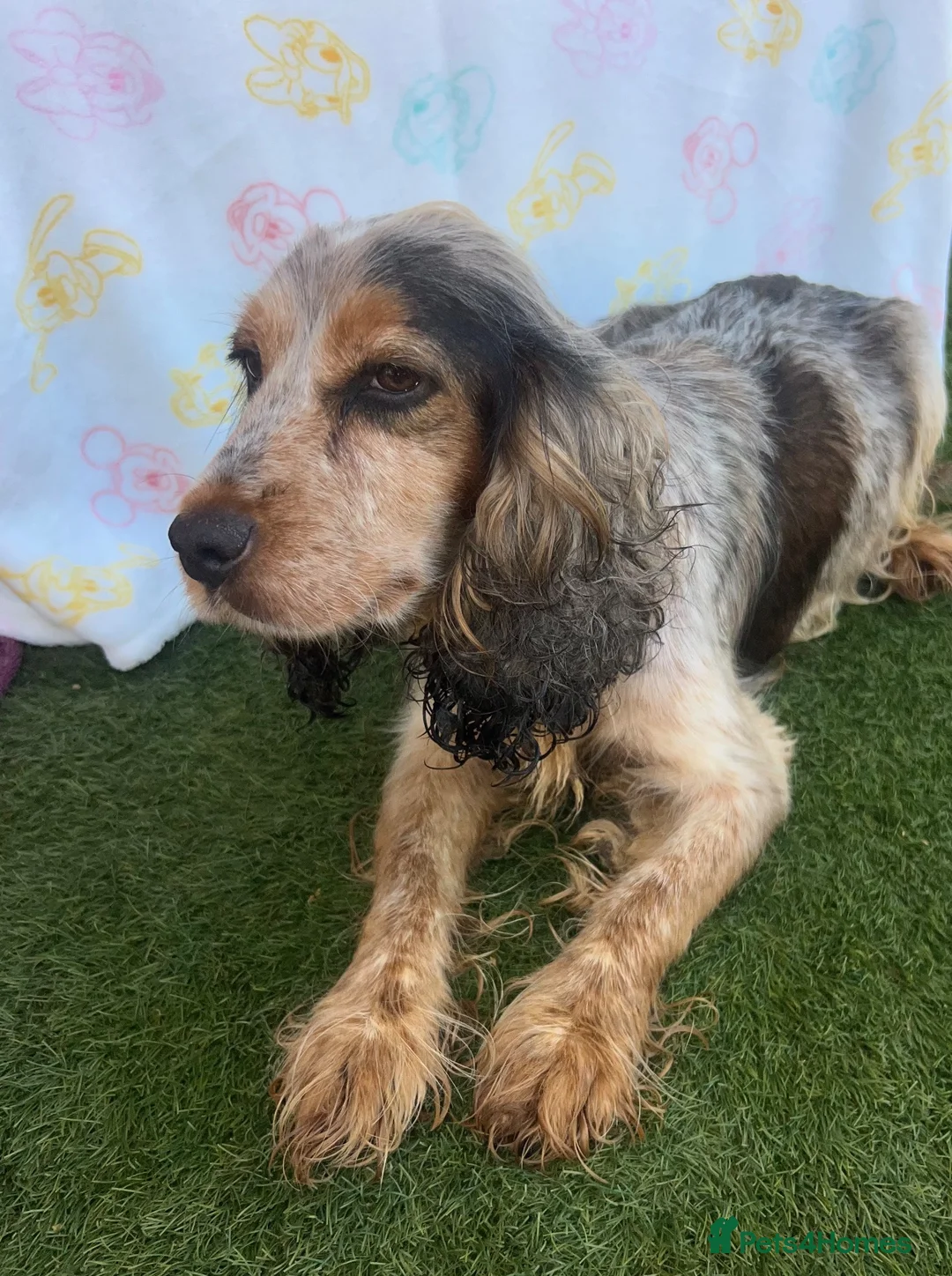 Cocker Spaniel dogs for sale: Show type cocker spaniel puppies  in Henfield - Advert 2