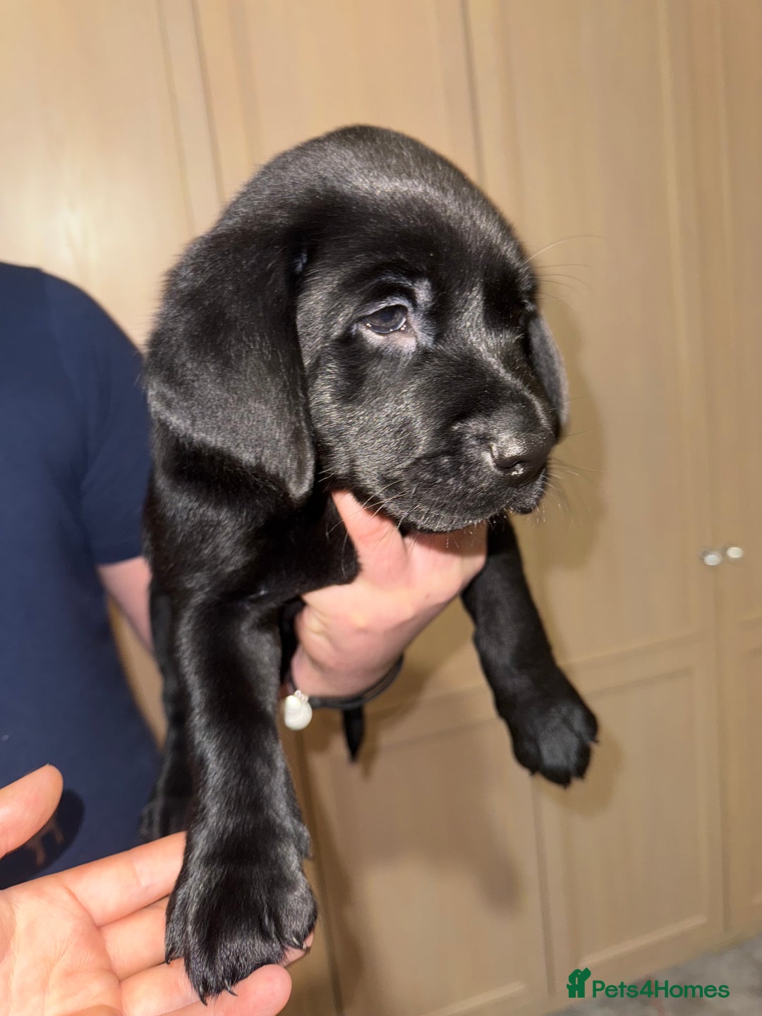 Labrador Retriever dogs for sale: (REDUCED) KC registered Labradors  - Advert 34
