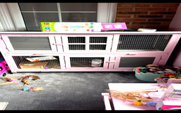 Guinea Pig rodents for sale: Baby piggies  - Image 4