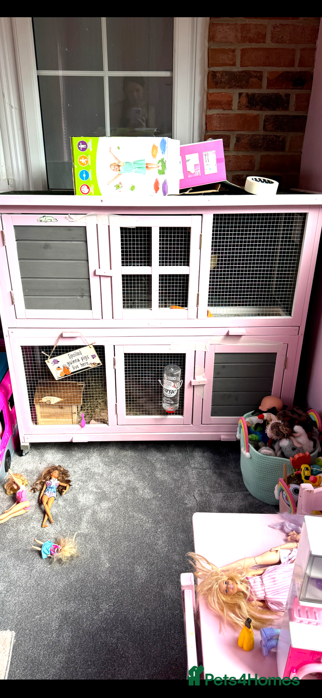 Guinea Pig rodents for sale: Baby piggies  - Image 4