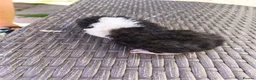 Guinea Pig rodents for sale: 2 baby girl guinea pigs  - Advert 5