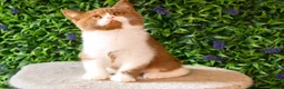 British Shorthair cats for sale: STUNNING BSH KITTENS! in Derby - Advert 8